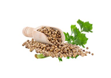 Taze kişniş, kişniş tohumu, beyaz arka planda izole edilmiş.