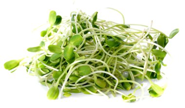 Beyaz arkaplanda ayçiçeği filizlenir