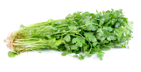 coriander  on the white background