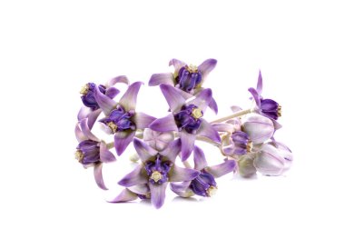 Beyaz arka planda Caotropis