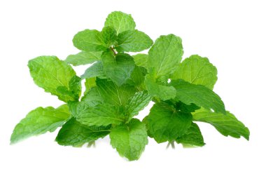 Beyaz arkaplanda nane izni