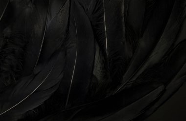 Yumuşak dokuları ve doğal tüyleri gösteren katmanlı siyah tüylerin makro detayları. Vahşi yaşam, soyut tasarım, moda projeleri veya dekoratif kavramlar için kullanışlı zarif ve koyu bir altyapı..