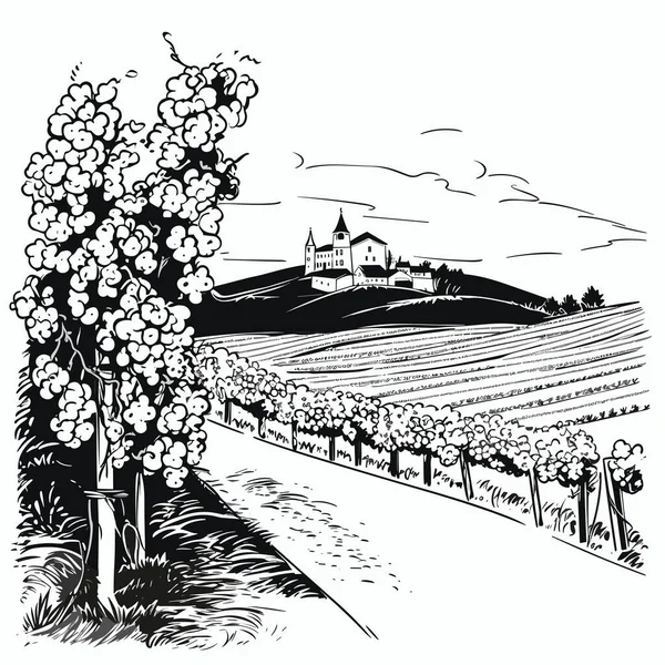 木および塀が付いているワインヤードのフィールドのインクおよび鉛筆のデッサン イメージ 魅力的な特徴のイラストの様式で — ストックベクタ