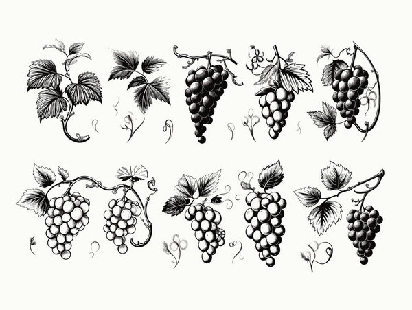 Set of design elements with grapes in hand-drawn style