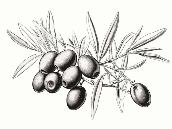 Olive Brunch Engraving Style Element Hand Drawn Style Royalty Free Stock Illustrations