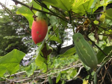 Kırmızı renkli Coccinia Grandis ağaçta hala olgunluk belirtileri gösteriyor.