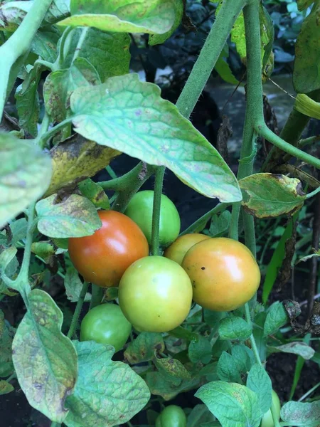 Tomato plants growing in the yard of the house. Bunch of fresh natural tomatoes on a branch in organic vegetable garden