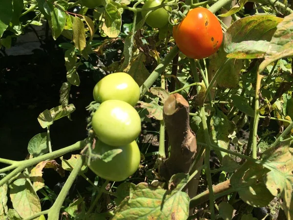 Tomato plants growing in the yard of the house. Bunch of fresh natural tomatoes on a branch in organic vegetable garden