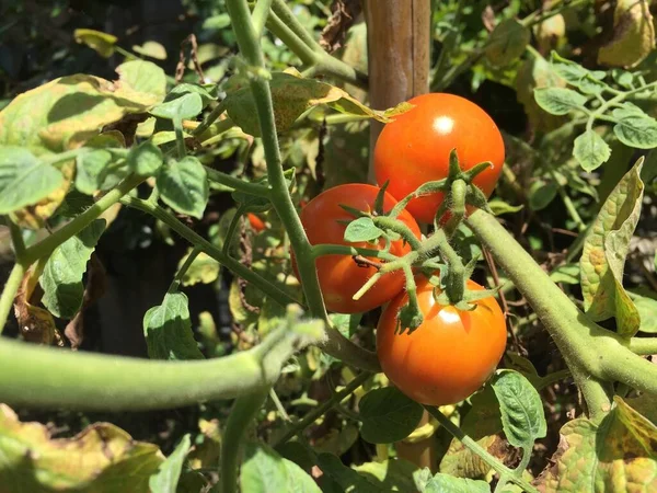 stock image Ripe tomato plant growing in the home garden. Bunch of fresh natural red tomatoes on a branch in organic vegetable garden