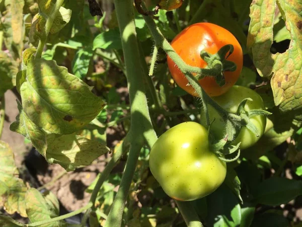 마당에 토마토가 자라고 있습니다 유기농 텃밭에 나뭇가지에 토마토 한덩이 — 스톡 사진