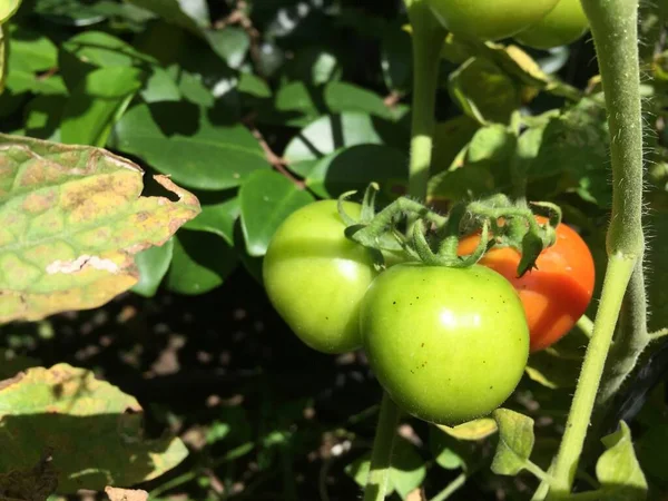 stock image Tomato plants growing in the yard of the house. Bunch of fresh natural tomatoes on a branch in organic vegetable garden