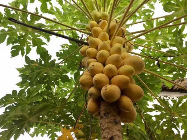 Eşsiz bir sarı papaya meyvesi, ağır meyveli.