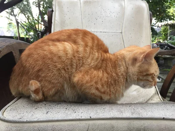 Gato Laranja Está Relaxando Uma Cadeira Sofá — Fotografia de Stock
