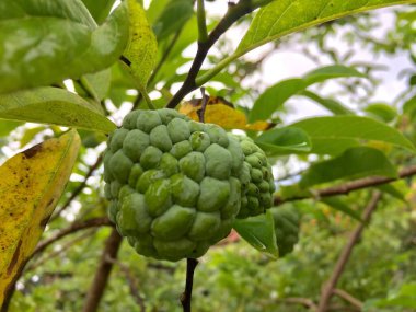 Taze organik elma şekeri elma meyvesi hala ağaçta asılı.