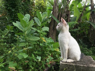 Beyaz kedi yandan görüldü