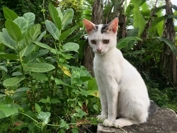 Bílá Kočka Viděna Boku — Stock fotografie