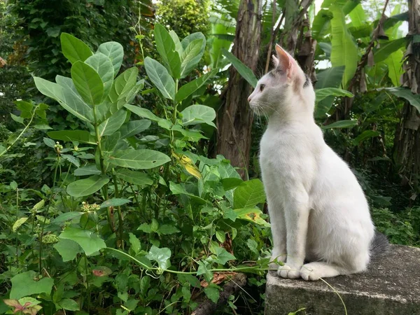 Bílá Kočka Viděna Boku — Stock fotografie