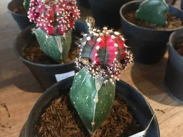 Decoratieve Cactus Planten Met Leuke Vormen Kleuren — Stockfoto