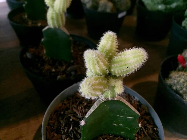Dekorative Kaktus Planter Med Søde Former Farver - Stock-foto