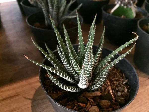 Decoratieve Cactus Planten Met Leuke Vormen Kleuren — Stockfoto