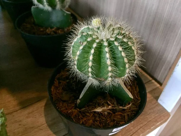 Dekorativa Kaktus Växter Med Söta Former Och Färger — Stockfoto