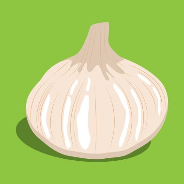 garlic flat vector. cooking ingredients.