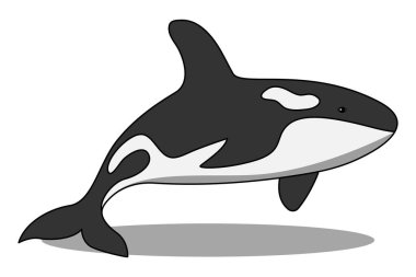 orca or killer whale vector cartoon