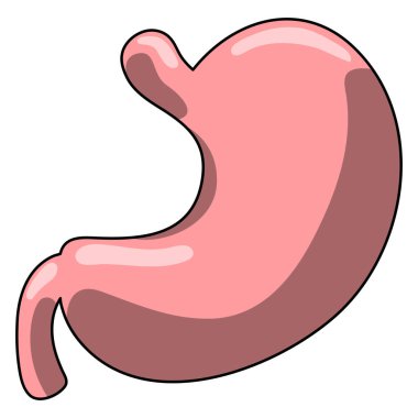 İnsan midesi. İç organ, anatomi. Vektör çizgi film düz simge illüstrasyonu