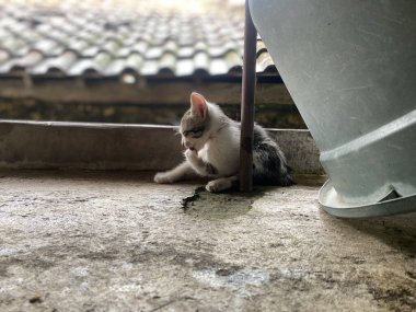 Yavru kedi su deposunun yanında kendini temizliyor.