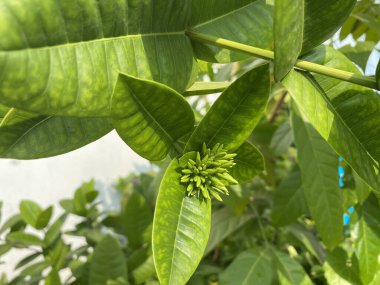 Ixora coccinea, Rubiaceae familyasından bir bitki türü. Bu çiçek Güney Hindistan, Bangladeş ve Sri Lanka 'ya özgüdür..