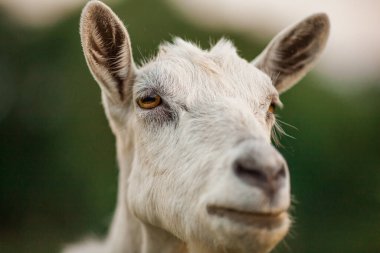 beautiful portrait of goat 