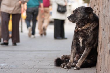 a sad homeless dog is waiting on the street