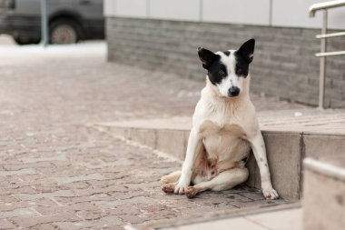 Sokaktaki güzel bir köpek insanın gerçek bir dostudur.