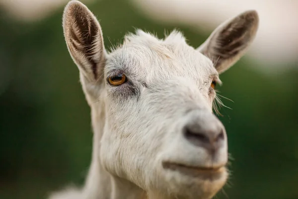 Beautiful Portrait Goat — Foto de Stock
