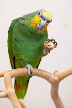 Amazon green parrot eating a nut walnut close up