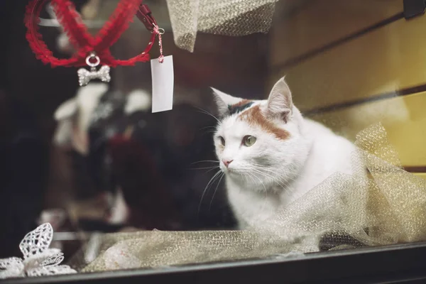 Vacker Katt Sitter Ett Skyltfönster Och Tittar — Stockfoto