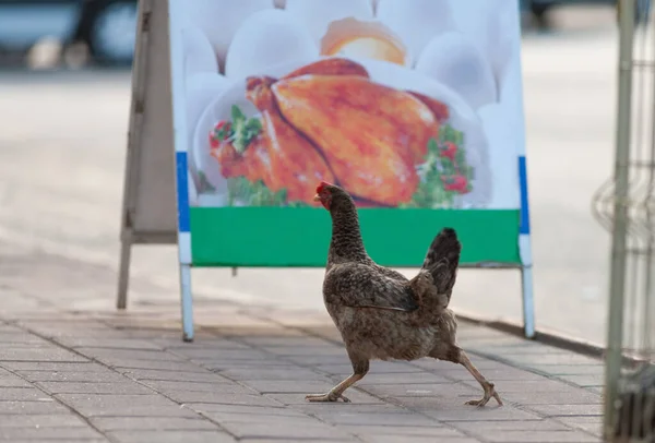 a frightened chicken runs away, against the background of an advertisement for a restaurant with fried meat