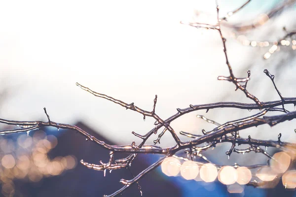美丽的冬季照片 枝头覆盖着冰 — 图库照片