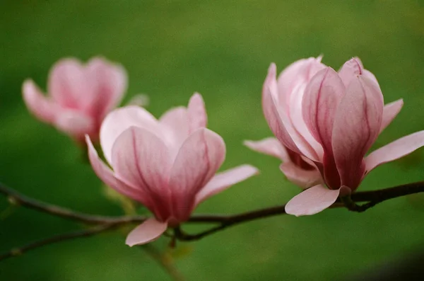 Beautiful Pink Magnolia Flower Blooming Tree Spring — Stock Photo, Image