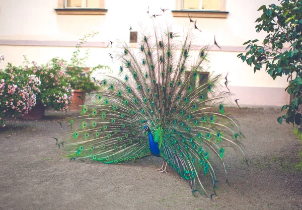 Peacock Male Peacock Displaying His Tail Feathers — Foto Stock