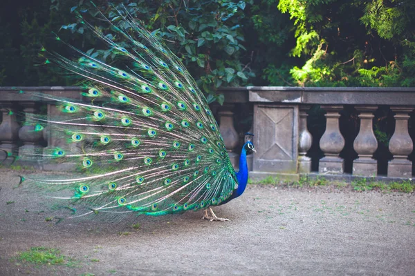 Peacock Male Peacock Displaying His Tail Feathers — Foto Stock
