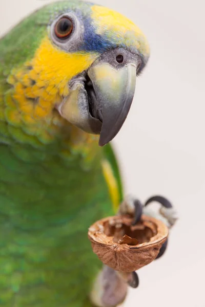 Amazon Green Parrot Eating Nut Walnut Close — Foto Stock