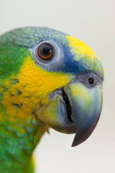 Amazon Green Parrot Eating Nut Walnut Close — Foto Stock