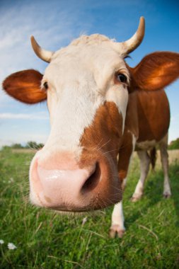 a funny cow with a big head