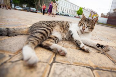 Güzel bir kedi yerde yatar ve dinlenir.