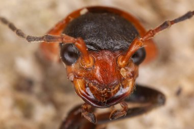 close-up macro shot of an insect