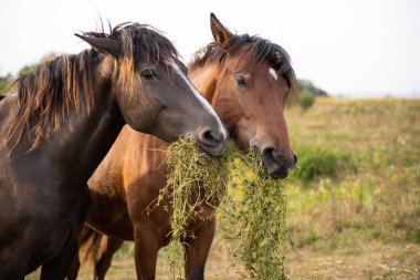 beautiful horses graze in the pasture