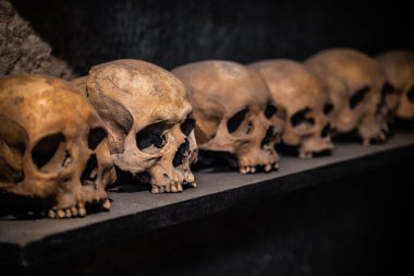 many skulls are human