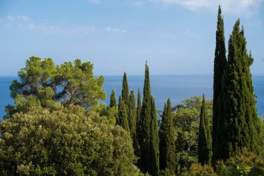 beautiful landscape photo of tall green trees on the sea beach