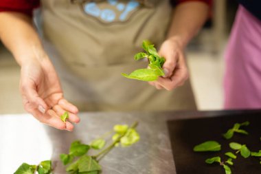 cook in the kitchen tears off a mint leaf 